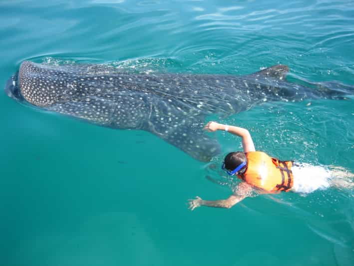 Cancun: Whale Shark Snorkeling Experience