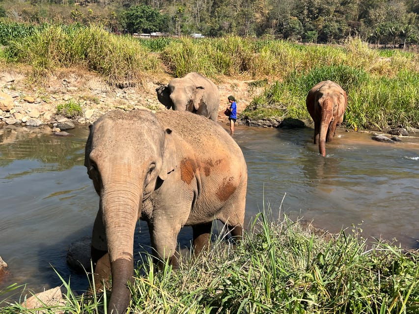 Chiang Mai: Doi Suthep Temple & Elephant Sanctuary Day Trip