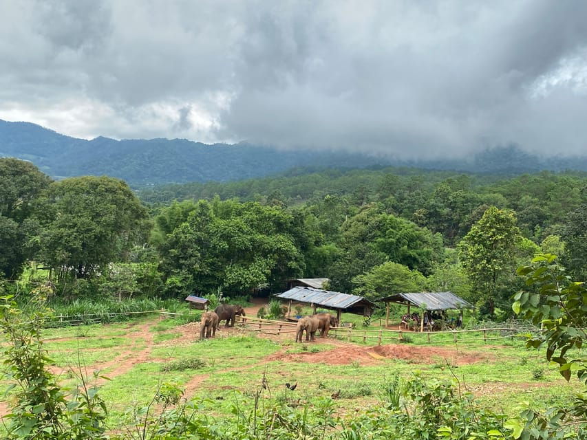 Chiang Mai: Elephant Dream Project Sanctuary - Half-Day - Tour Overview and Details