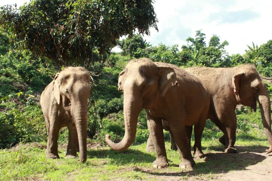 Chiang Mai: Ethical Elephant Sanctuary Day Tour & Lunch - Overview of the Sanctuary Tour