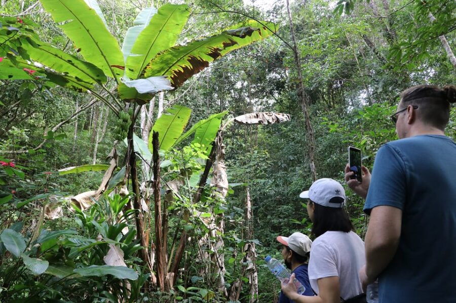 Chiang Mai: Gibbons, Trekking & Mae Kampong Small Group Tour