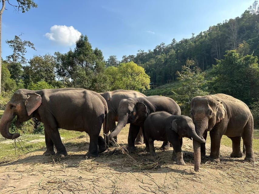 Chiang Mai: Waterfall, Elephant Sanctuary, and Rafting Tour