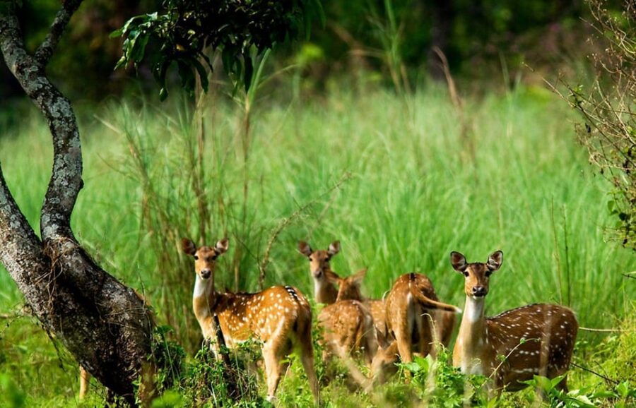 Chitwan: 2-Night 3-Day Highlights Tour With Accommodation