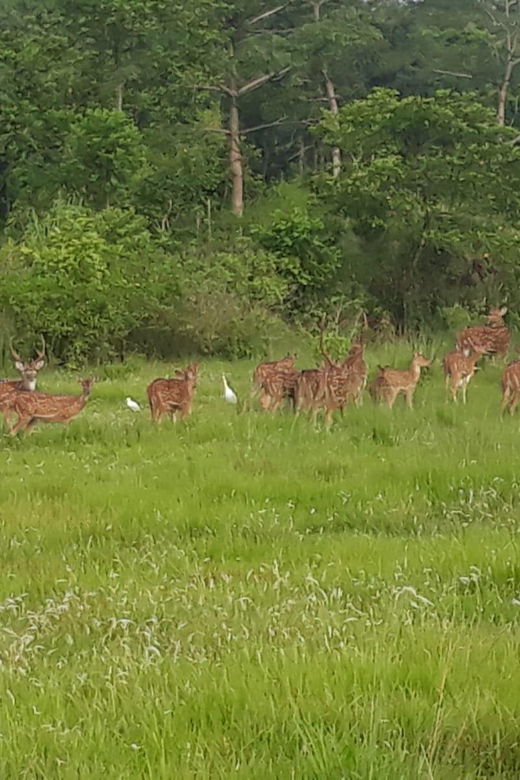 Chitwan: 3 Day Chitwan National Park Guided Tour