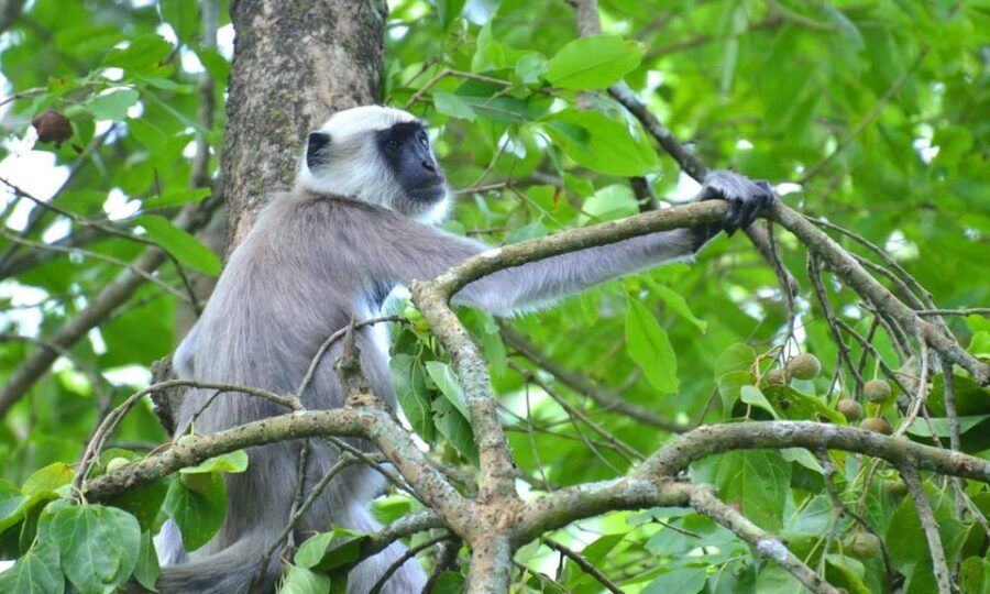 Chitwan: 3-Day National Park Tour With Wildlife Safari