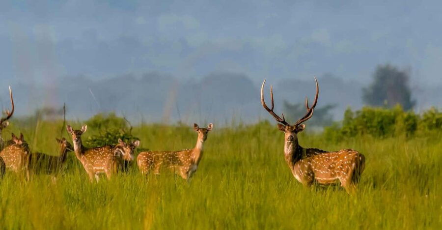 Chitwan: 3 Days Chitwan Jungle Tour by Jeep and Canoe Trip