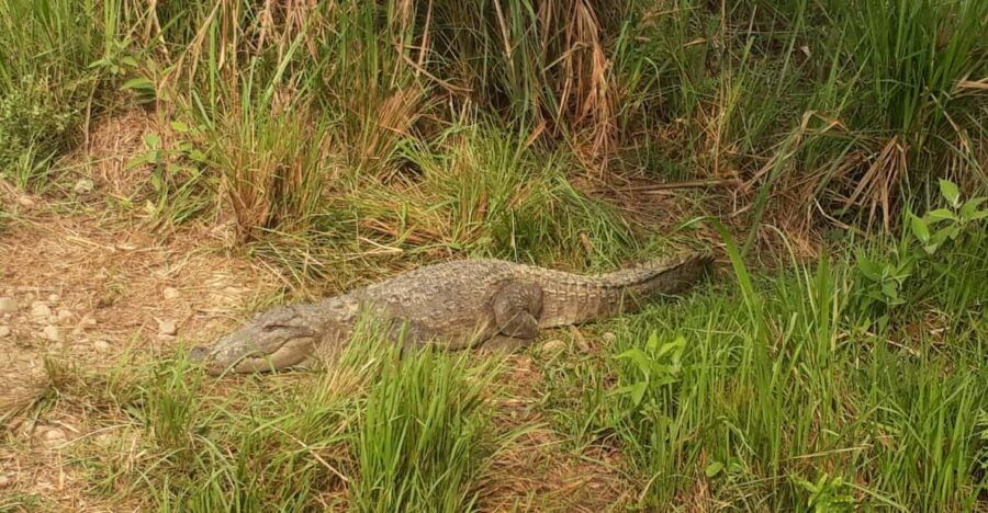 Chitwan: 4-Day Chitwan National Park Tiger Safari Tour