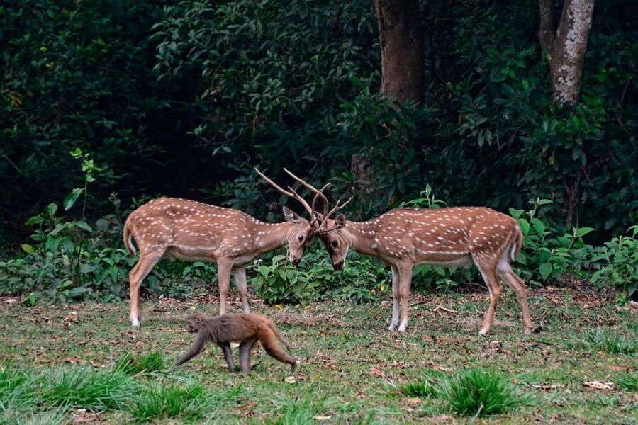 Chitwan Jungle Safari 2 Nights 3 Days