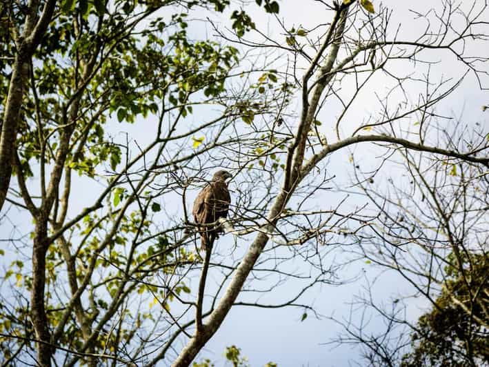 Chitwan Jungle Safari: 3-Day Wildlife Expedition