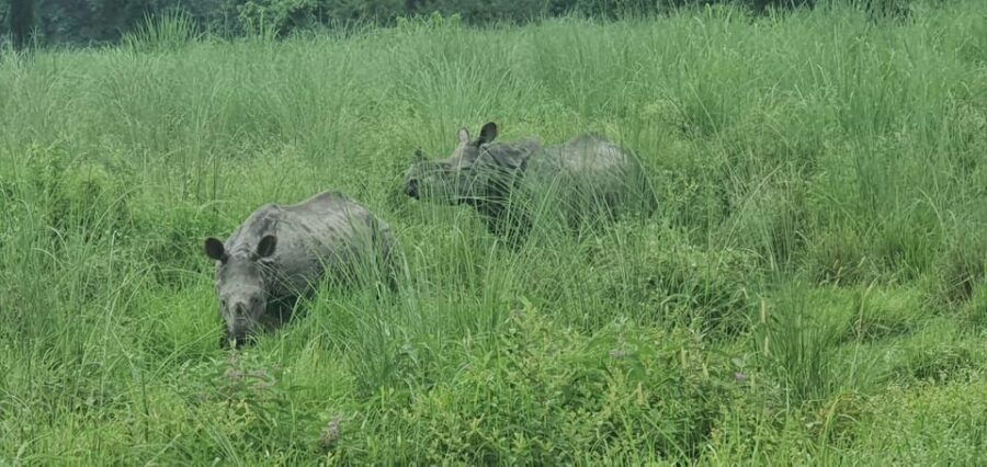 Chitwan Jungle Safari Tour by Private Car at Luxury Resort