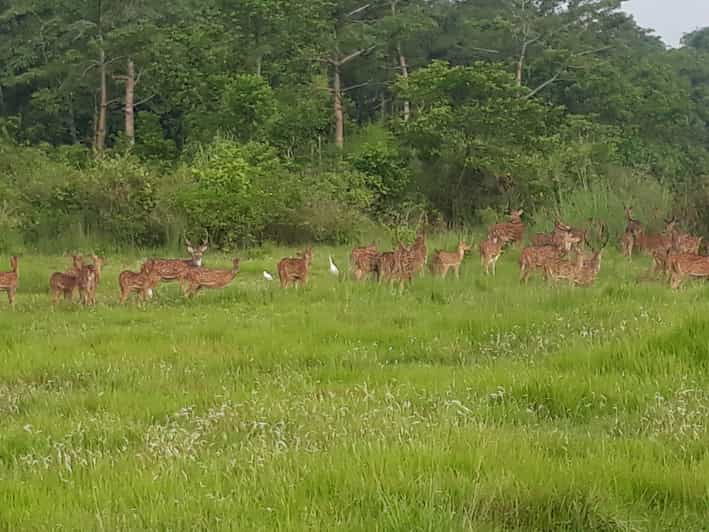 Chitwan: Jungle Safari With Jeep, Canoe, and Jungle Walk