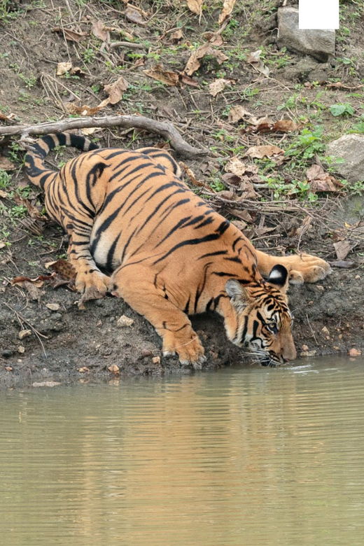 Chitwan Tour-Rhino Safari in Nepal - Tour Overview and Pricing