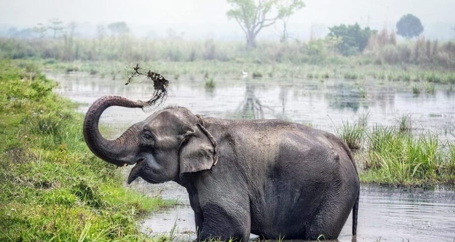 Chitwan Wildlife Adventure:Discover Nepals Jungle Treasures - Overview of Chitwan Wildlife Adventure