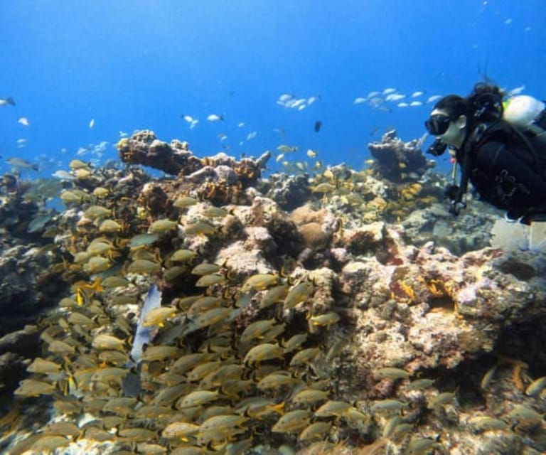 Cozumel: Discover Scuba Diving in Puerto Morelos