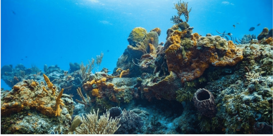 Cozumel: Ocean Dive