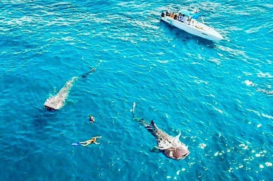 Cozumel: Private Boat Dive Trip - Trip Overview