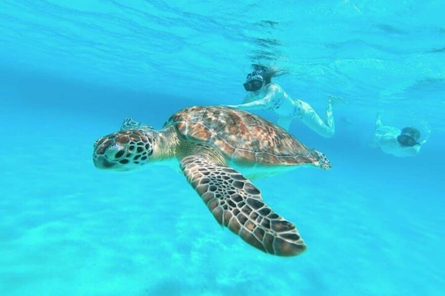 Cozumel: Private Snorkel Tour El Cielo + 3 Reefs Food Drinks - Tour Overview