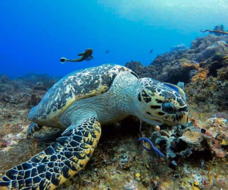 Cozumel: Two Dives - Sunset & Night - Cozumel Marine Park Dives
