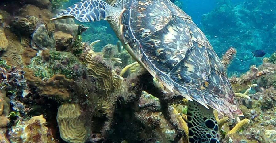 Cozumel Two Tank Boat Diving Trip - Pricing Details