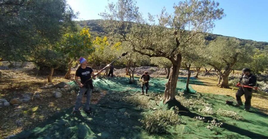 Cres Olive Harvest Tour