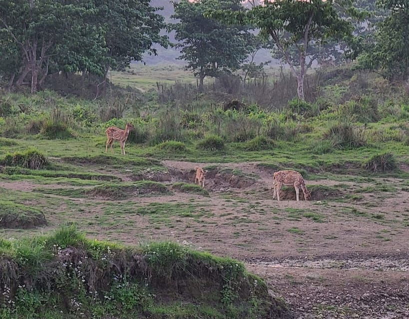 Cultural Tour With Chitwan Jungle Safari