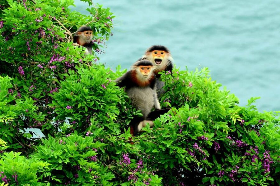Da Nang: Covering Monkey & Marble Mountains & Coconut River