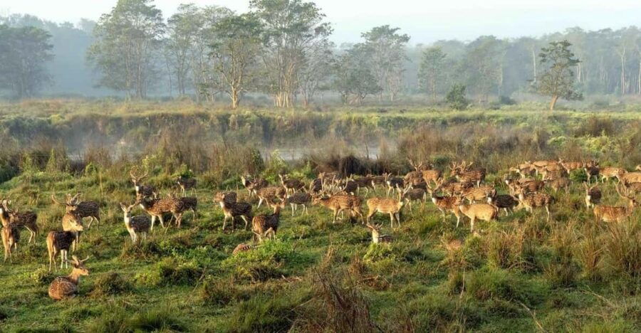 Discover World Heritage Site and Chitwan National Park Tour
