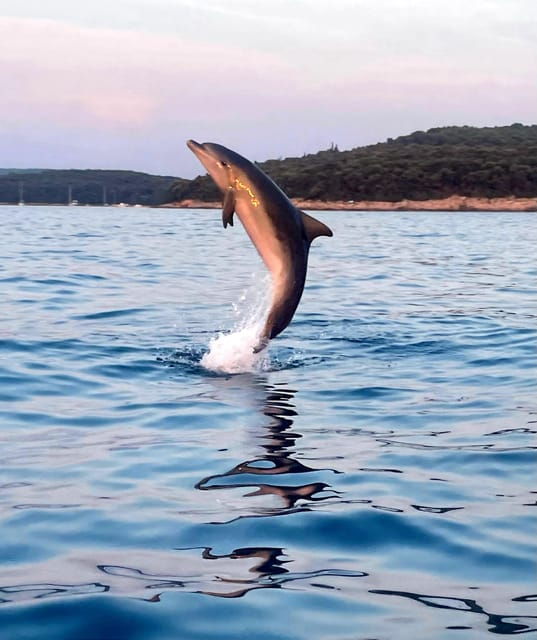 Dolphin Private Sunset Tour Rovinj