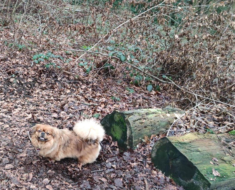 Dortmund: Literary Hike Through the Aplerbeck Forest
