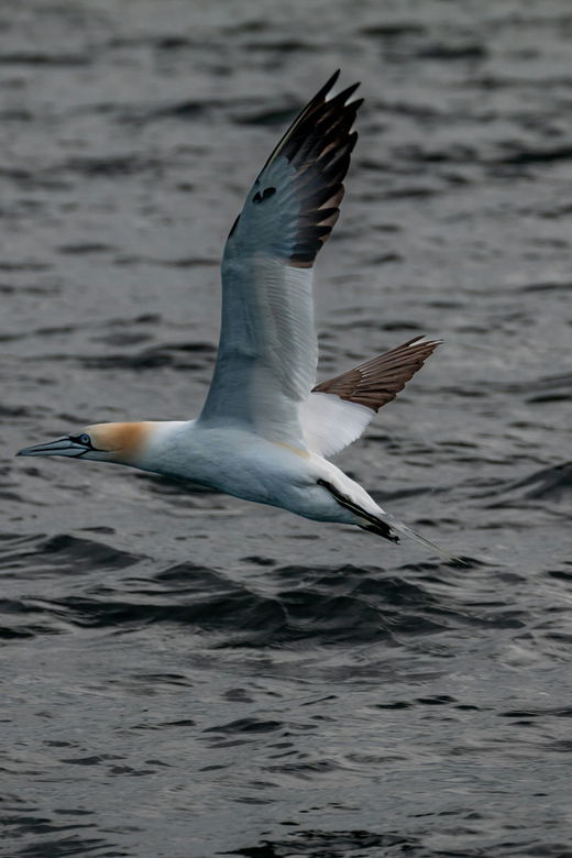 Dublin: History and Wildlife Boat Tour With Live Commentary