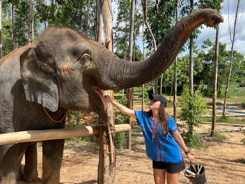 Elephant Experience With Transfers and Thai Food Buffet