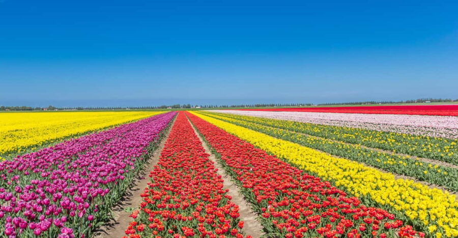 From Amsterdam: Take the Famous Tulip Route Tour