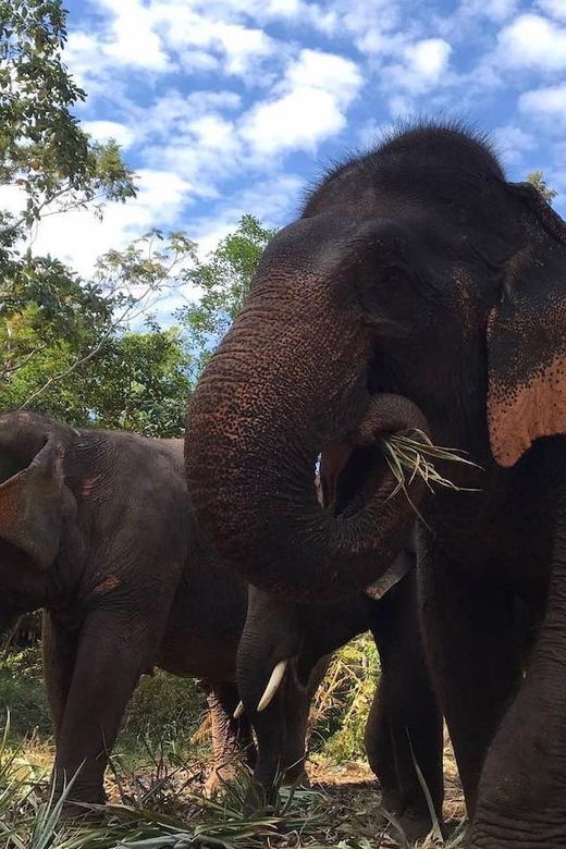 From Bangkok: Pattaya Ethical Elephant Sanctuary Day Trip