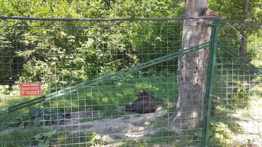 From Brasov: Libearty Bear Sanctuary Guided Tour - Tour Overview