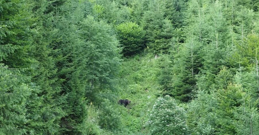 From Brasov: Piatra Craiului Hiking and Bear Watching Tour - Tour Overview and Pricing