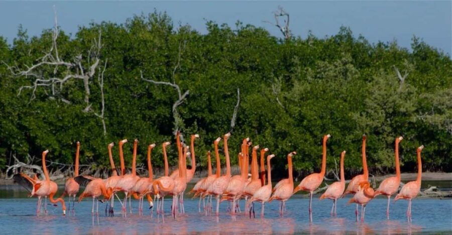 From Cancun: Rio Lagartos Y Las Coloradas Tour