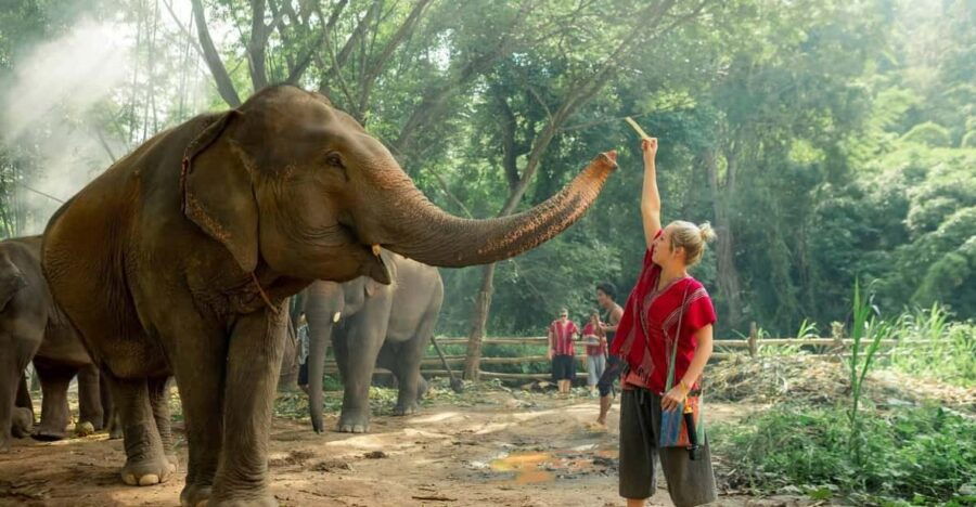 From Chiang Mai: Kerchor Eco Elephant Park Tour