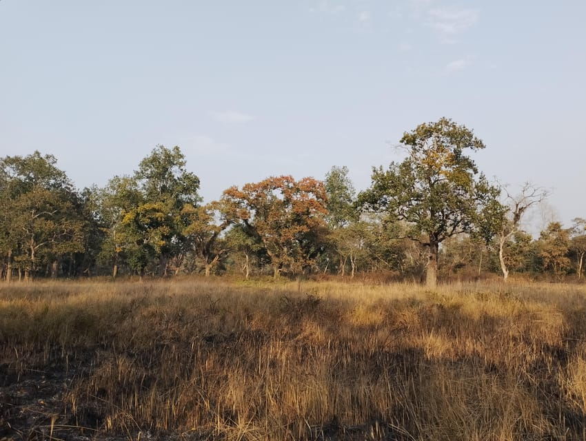 From Chitwan: Entire Day Private Wildlife Jeep Safari Tour