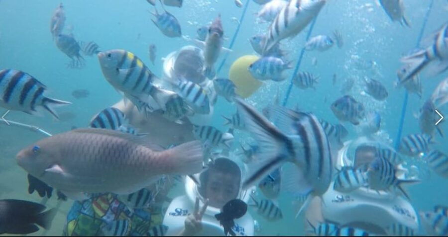 From Da Nang or Hoi An: Cham Island Tour