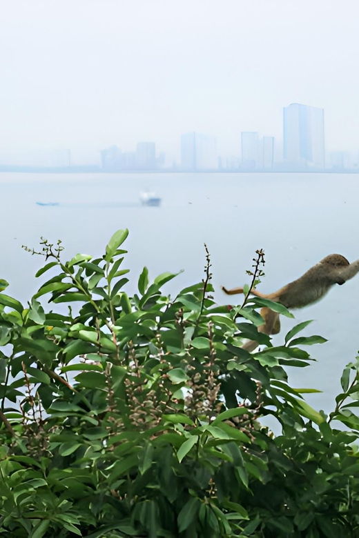 From Da Nang: Wildlife Watching, Douc Langurs Watching