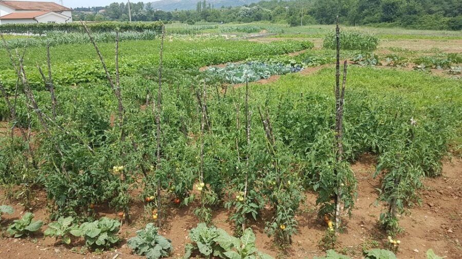 From Dubrovnik: Full-Day Family Farm-To-Table Culinary Tour