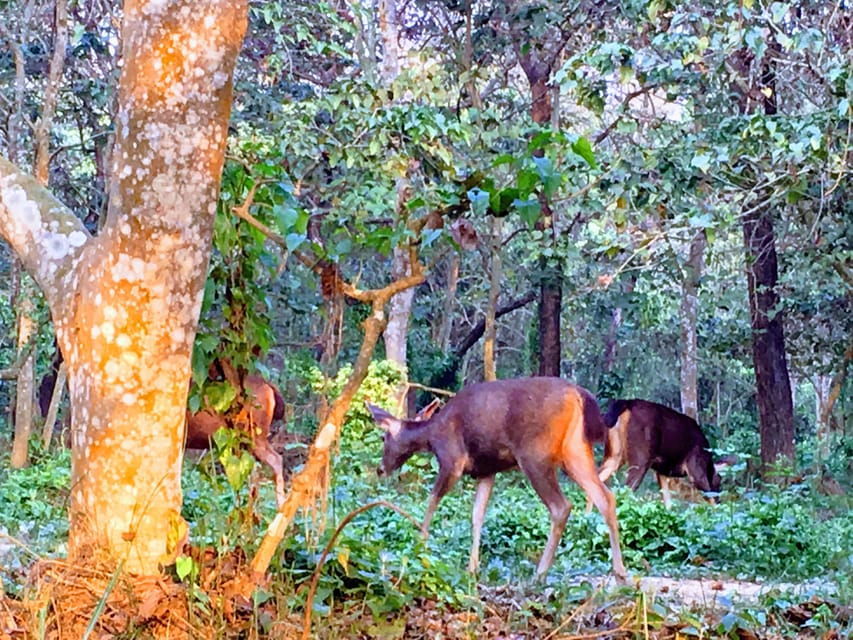 From Kathmandu: 2 Day Short Wildlife National Park Tour