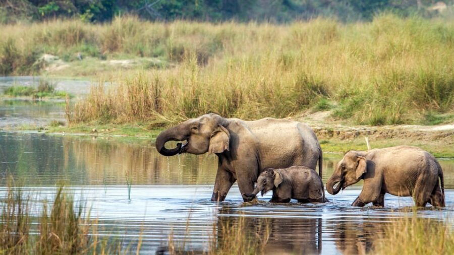 From Kathmandu: 3-Day Chitwan National Park & Safari Tour