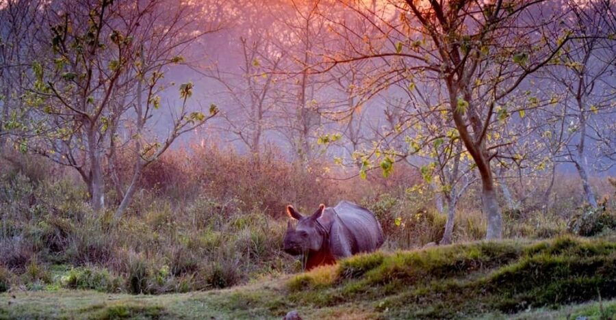 From Kathmandu to Chitwan: Jungle Safari + Meals & Transport