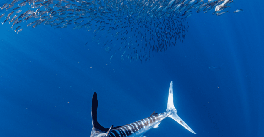 From La Paz: Marlin Tours