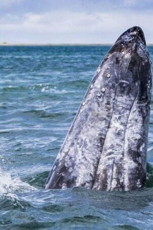 From La Paz: Puerto Chale Gray Whale Watching Tour