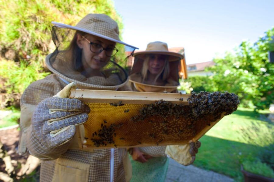 From Ljubljana: All About Bees - Overview of the Experience