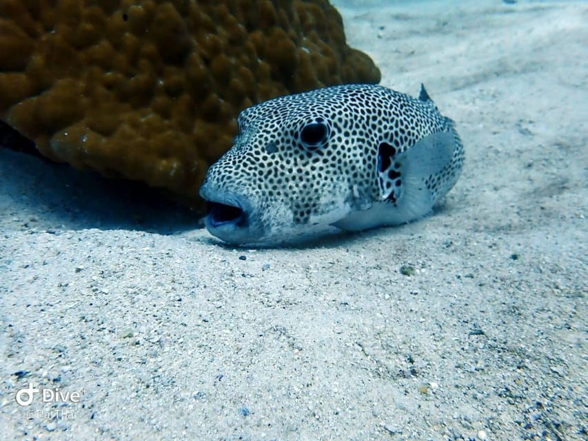 From Phuket 3 Dives Koh Phi Phi Certified Diver FREE PHOTOS - Activity Overview