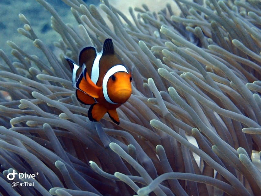 From Phuket 3 Dives Racha Noi/Yai Certified Diver FREE PHOTO - Overview of the Diving Experience