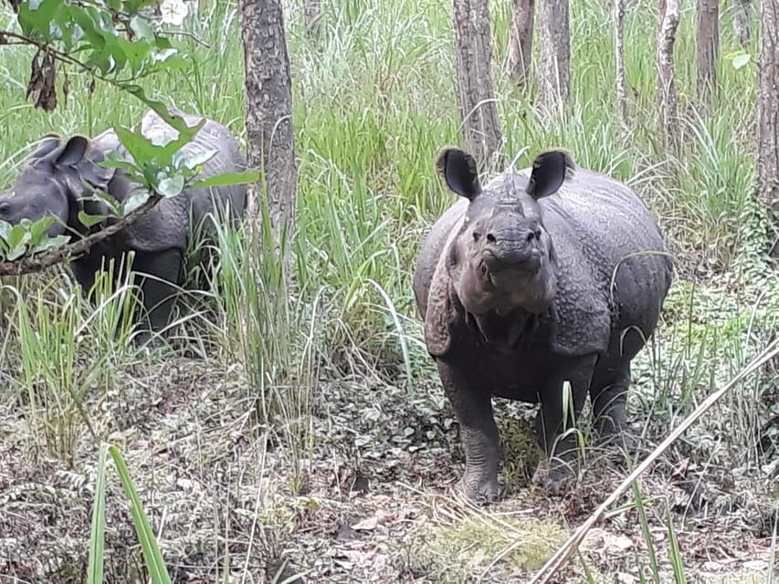 From Pokhara: 2-Day Chitwan National Park Safari Tour
